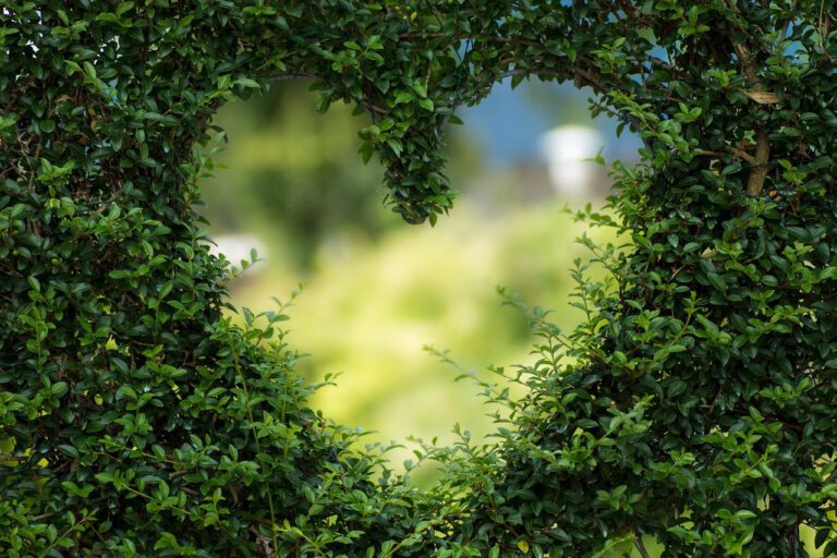 Hoe kun je je tuin goed voorbereiden op de zomer?